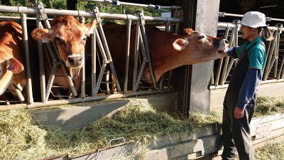 Cow and Staff.JPG